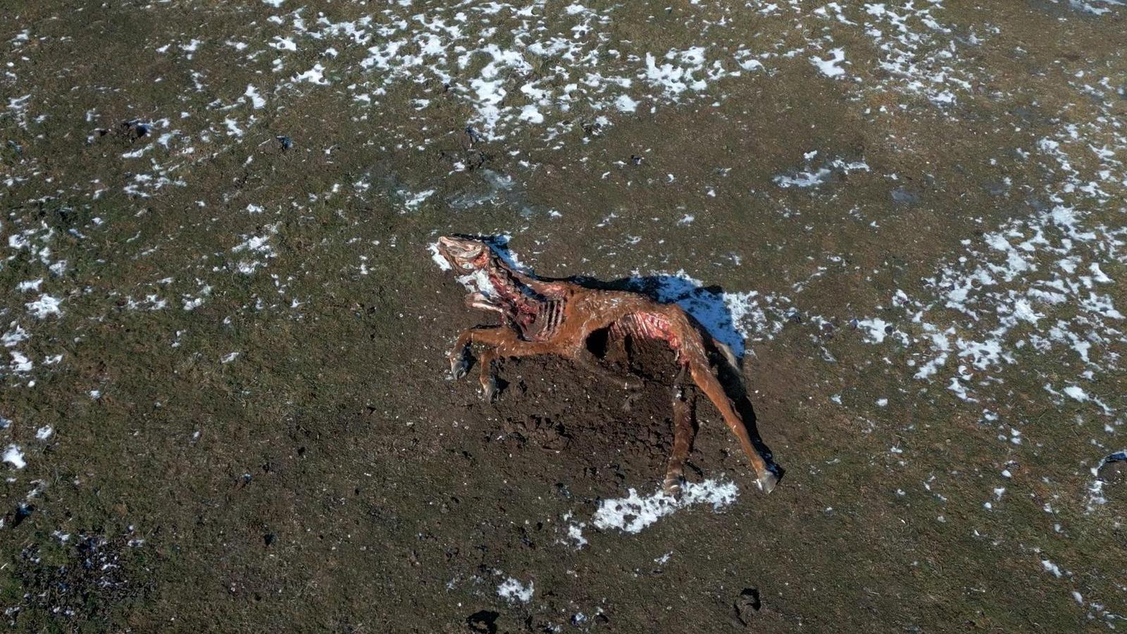 Fotografie de sus cu un cal mort pe Grindul Dranov, printre petice de zăpadă