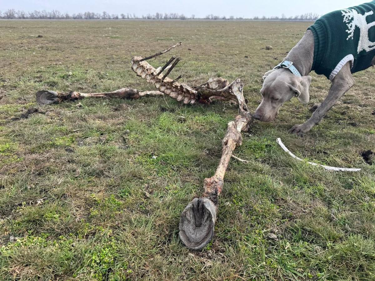 Scheletul unui cal pe pășunea Grindului Dranov, lângă un câine